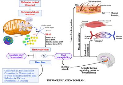 Segmental bioelectrical impedance analysis for Korean older population with cold pattern